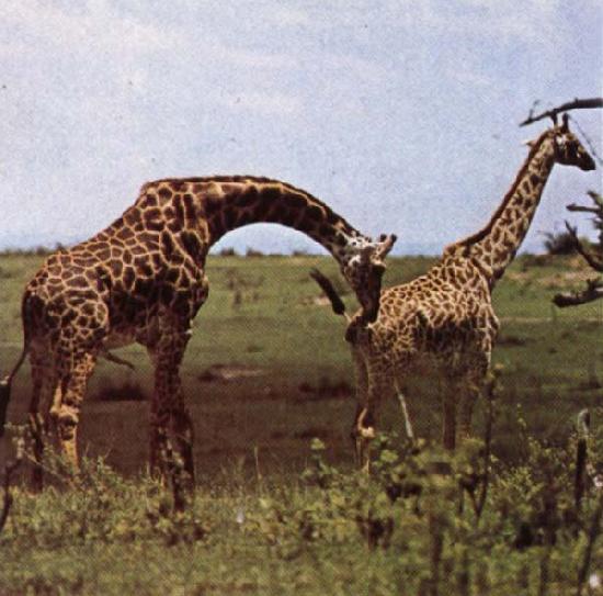 unknow artist To grand hojder an giraffe nar no other landvarelse wonder utovande of slaktbestyren oil painting image